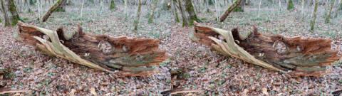 le vieux chataigner à terre