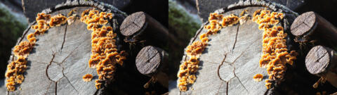 Grume couronné adorant le soleil