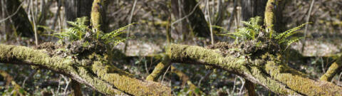 Fougère épiphyte