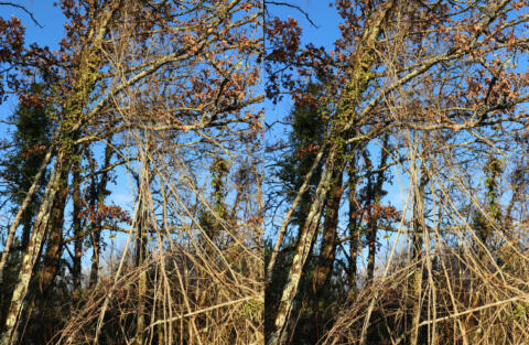 Clématites, lianes à l'assau des arbres