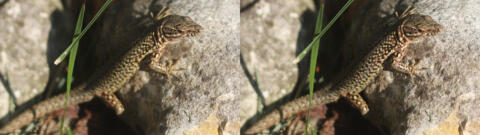 Lezard sachant rester immobile