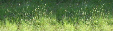 Herbe au printemps