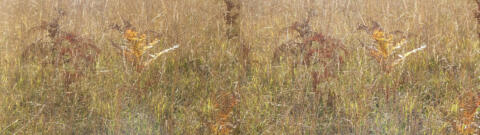 Herbe avec fougères à l'automne