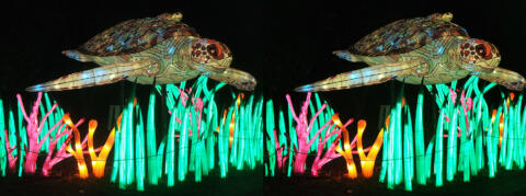Tortue avec son petit