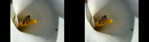 Abeille