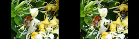Abeille