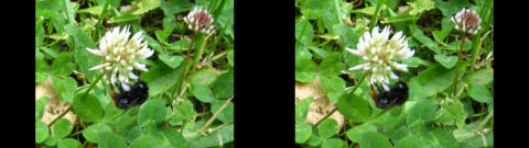 Abeille