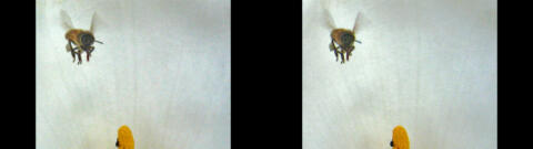Abeille