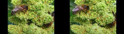 Abeille