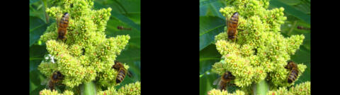 Abeille
