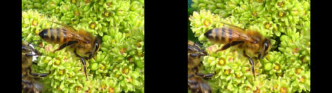 Abeille