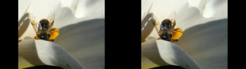 insecte