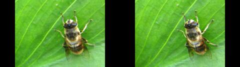 insecte