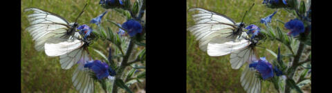 Papillon