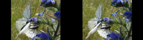 Papillon