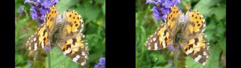 Papillon