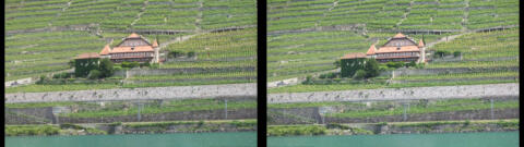 Toute ce côté du Lac est en vignoble