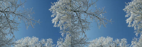 Neige