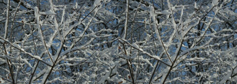 Neige