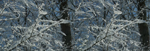Neige