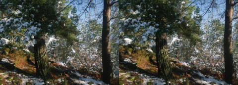 Neige
