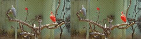 des oiseaux dans un parc à Belo Horizonte