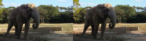 Eléphant dans ce parc