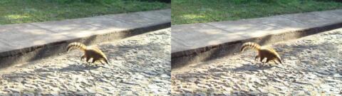 Une sorte de furet dans la rue, toujours à Belo Horizonte
