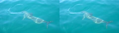 pendant un tour en bateau, celui-ci était entouré de dauphins