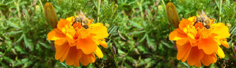 fleur et abeille