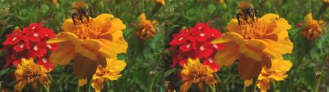 fleur et abeille