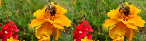 fleur et abeille