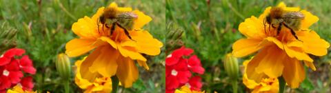 fleur et abeille