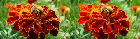 fleur et abeille