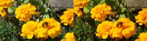 fleur et guepe