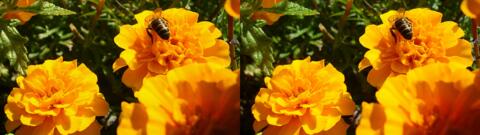 fleur et guepe