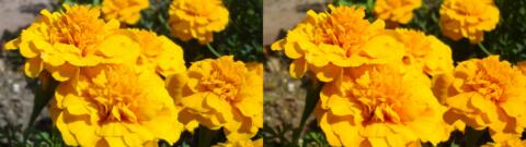 fleur