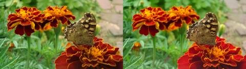 fleur et papillon