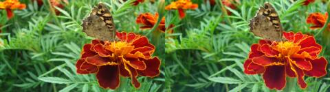 fleur et papillon