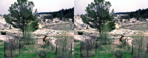 Biche geante a Yellowstone