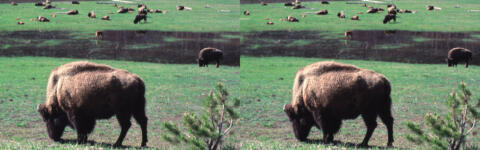 Bisons pres du grand Canyon