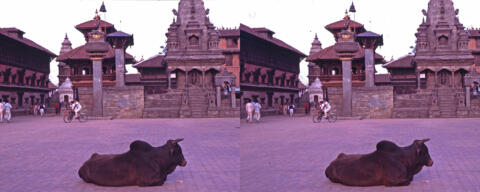 Buffle a Bhaktapur (Nepal)b