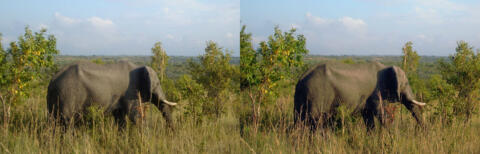Elephant