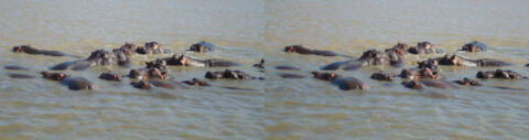 Hippopotames