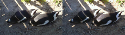 Pingouins au Cap