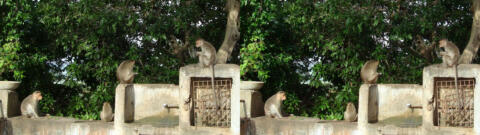 Singes en Inde