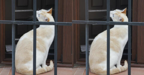 chat cordouan