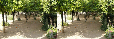 Jardins de l'Alcazar, oranges et acanthes