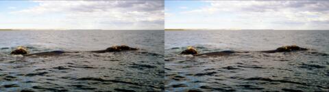 Presqu'ile de Valdès : baleine et baleineau