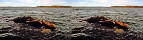 Presqu'ile de Valdès : baleine et baleineau